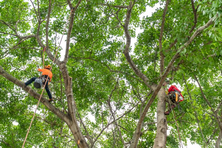 More than 1 in 5 homeowners are actively seeking tree services.